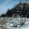 Evergreens