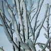 Frost on Bush